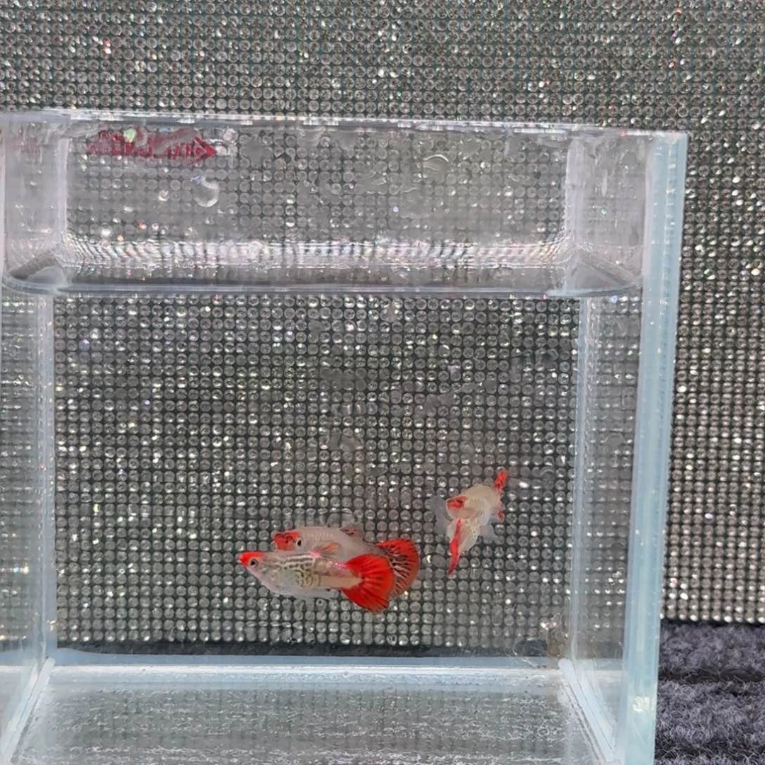 孔雀鱼红头豹纹一组7号