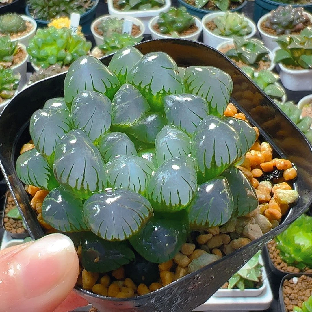 5430玉露多肉植物一颗