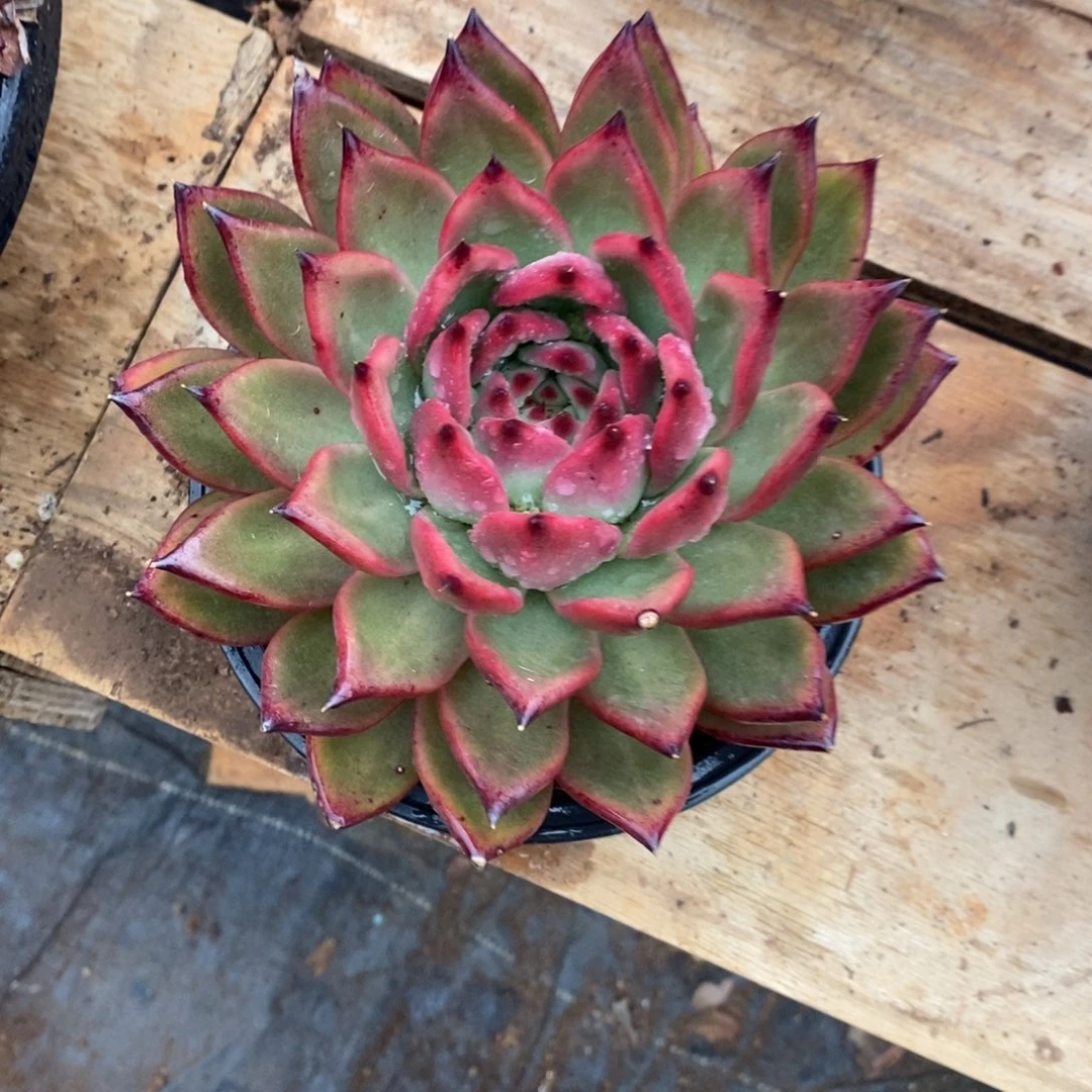 多肉植物红珍珠樱桃