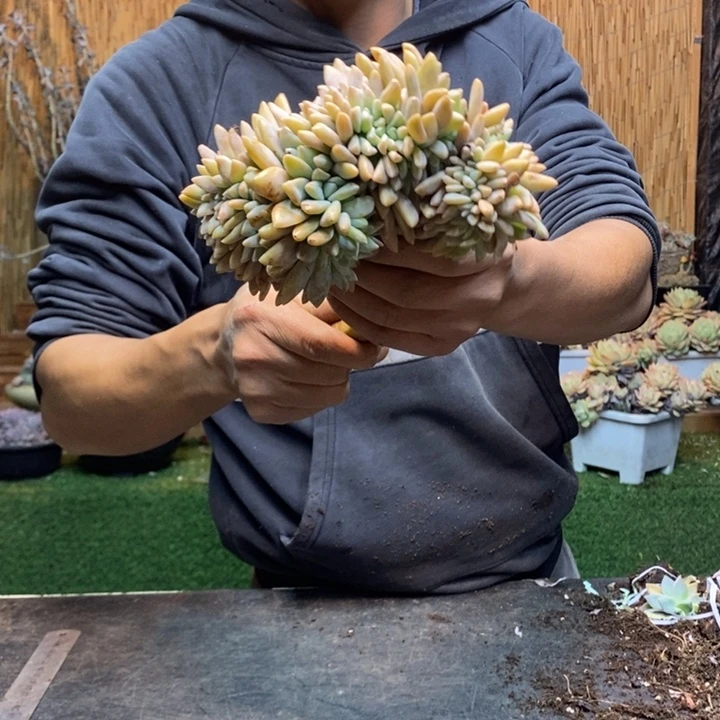 胖***猫438 号淡雪多肉植物