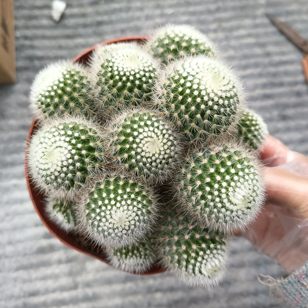 仙人球 白芙蓉多头盆栽