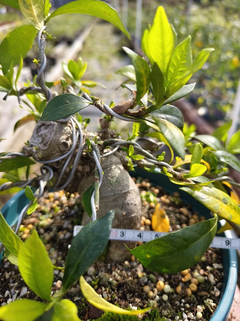 日本清誉栀子花矮霸盆景一物一拍