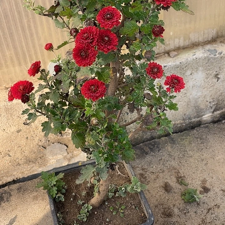 快***儿完全开放88菊花菊花菊花