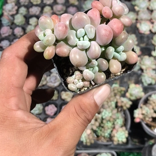 i***.麦秆！随机的能量满满……
