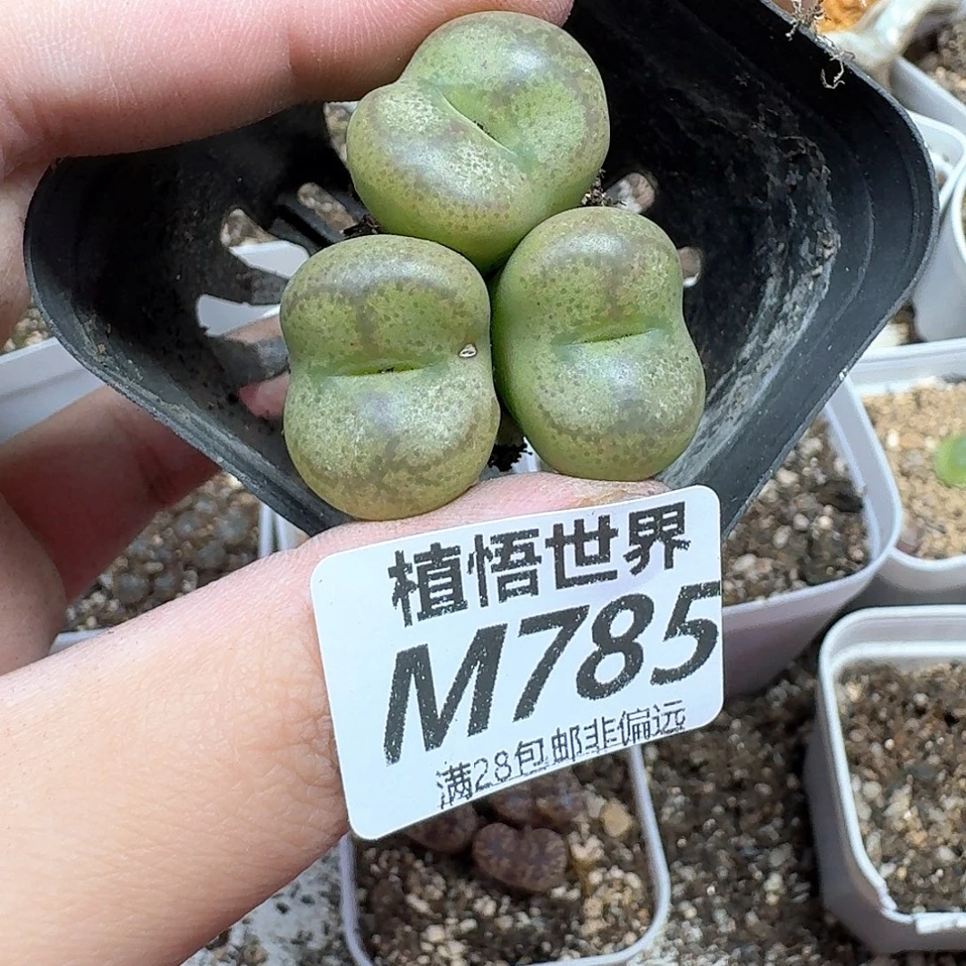 多肉植物的润泽和d