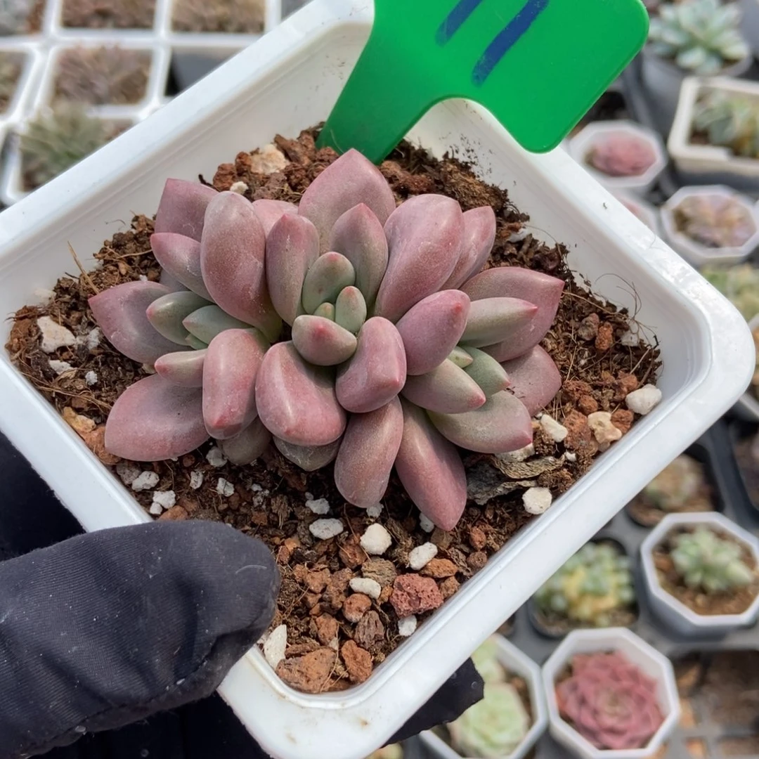 791赫菲多肉植物保护