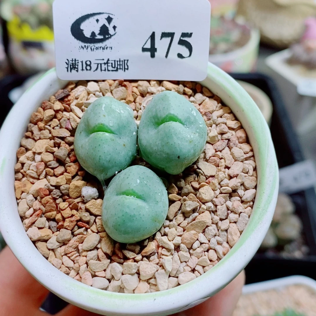 生石花花花哈哈哈哈哈哈475