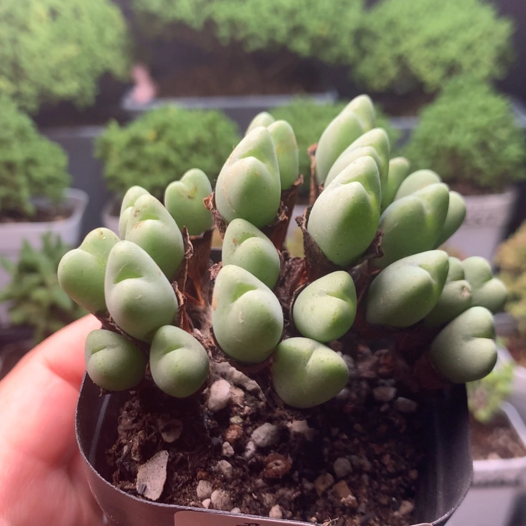 603橙花少将。