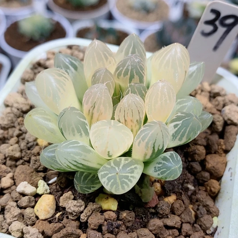 【闪购商品】39糊斑胭脂