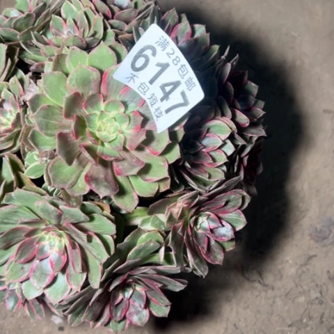 莲花座多肉植物法师6147