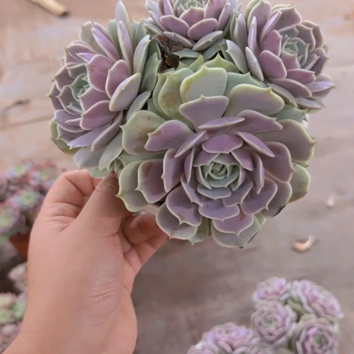 露娜莲四头起大盆