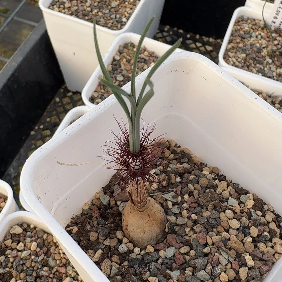 睫毛gv香果石蒜带盆