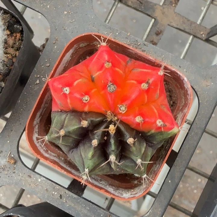 自然牡丹锦4仙人球