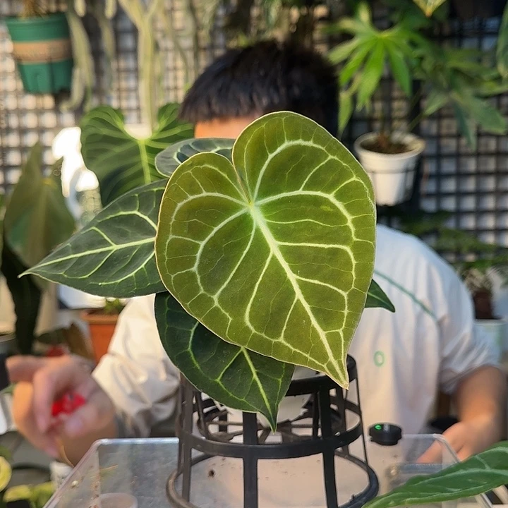 完全开放密纹克莱恩H179