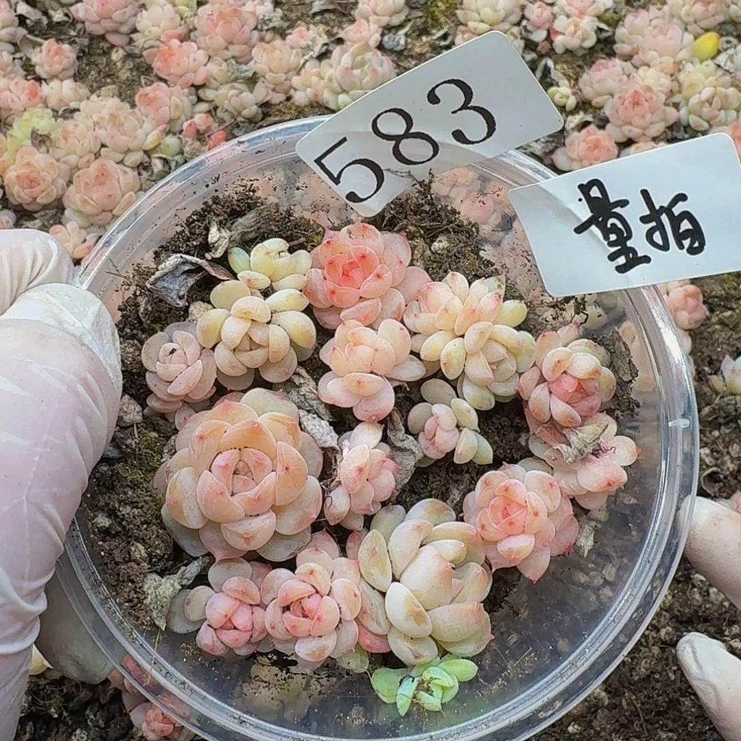 多肉植物多肉植物583量拍