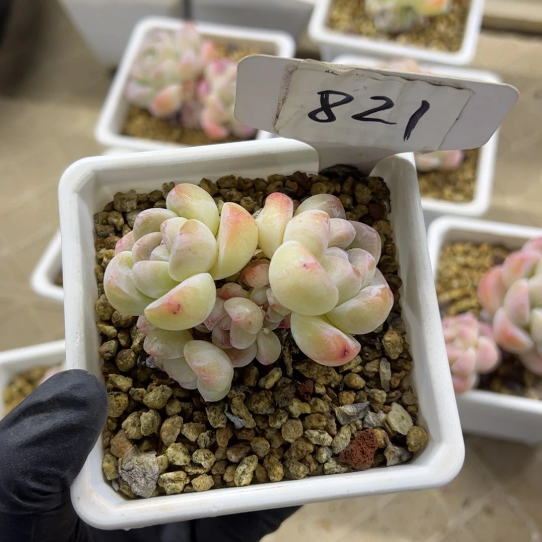 红陶821号多肉植物