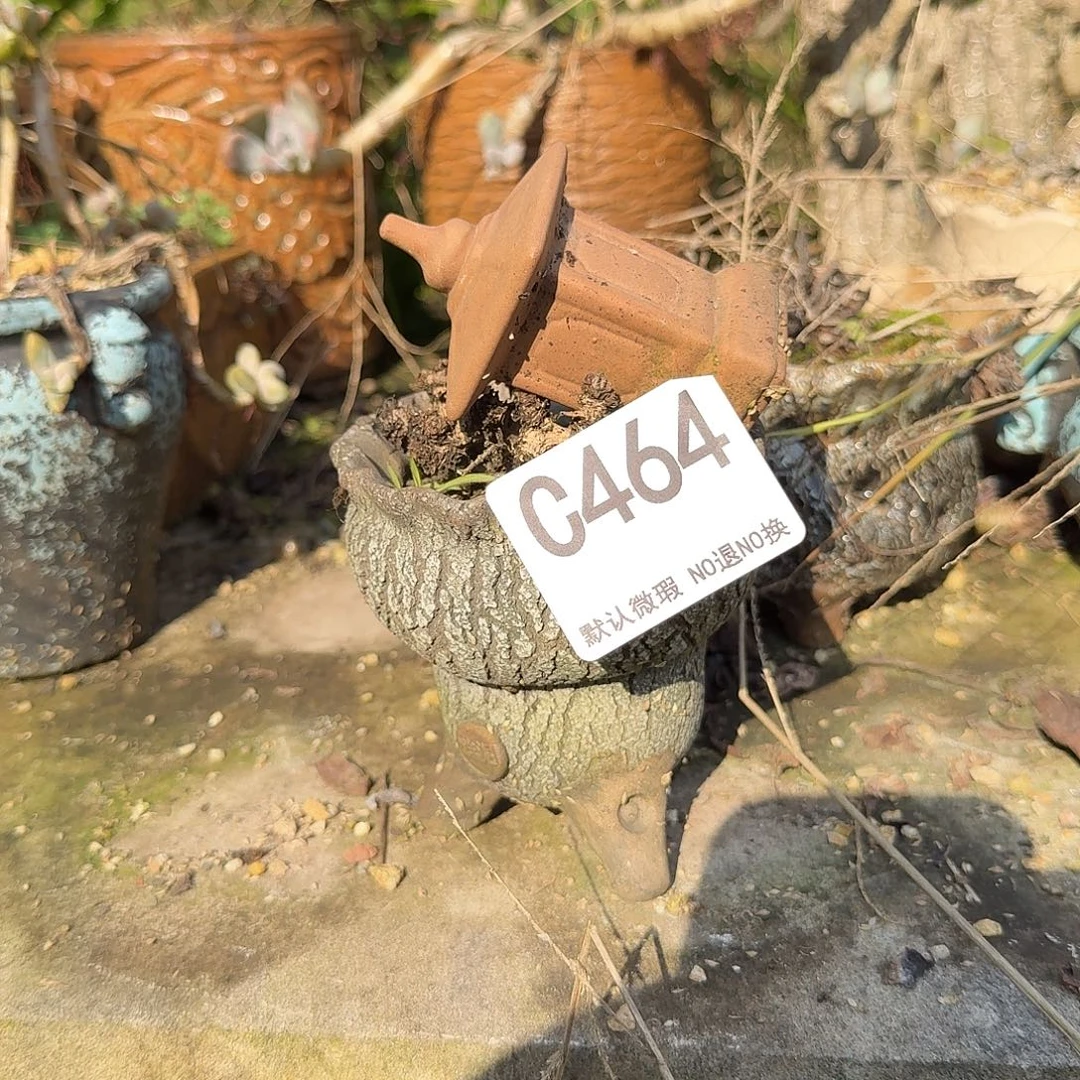 重庆小燕子欢迎大家464