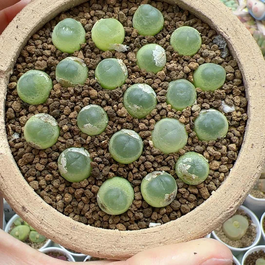 【闪购商品】紫皮拉登*5