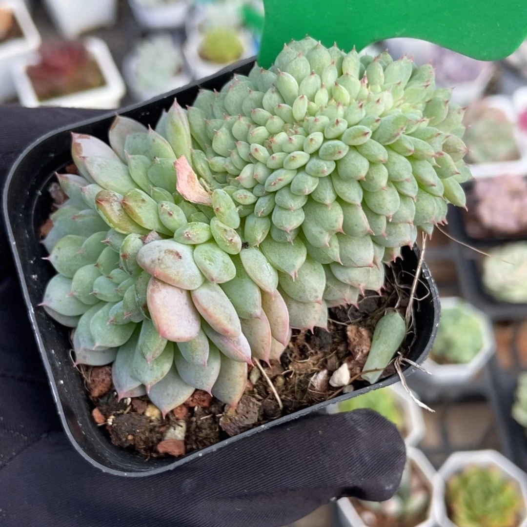 100白胖子缀多肉植物