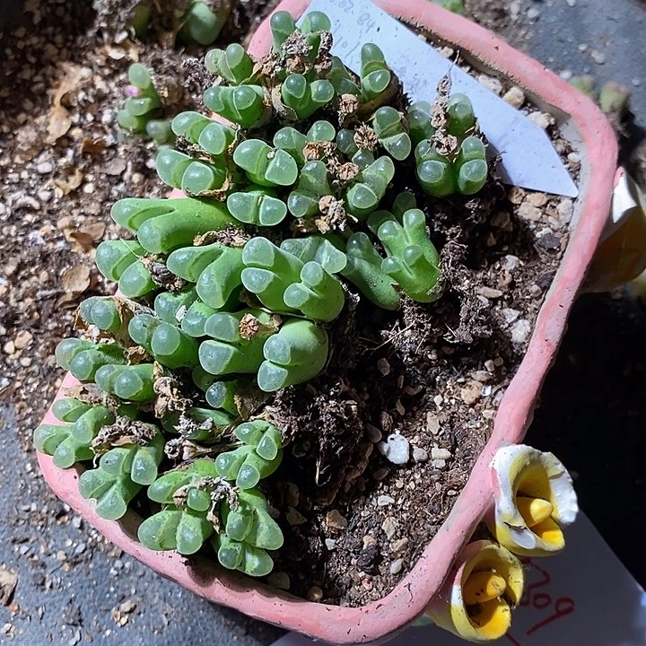 25309。    四头骚粉佛肚一颗。