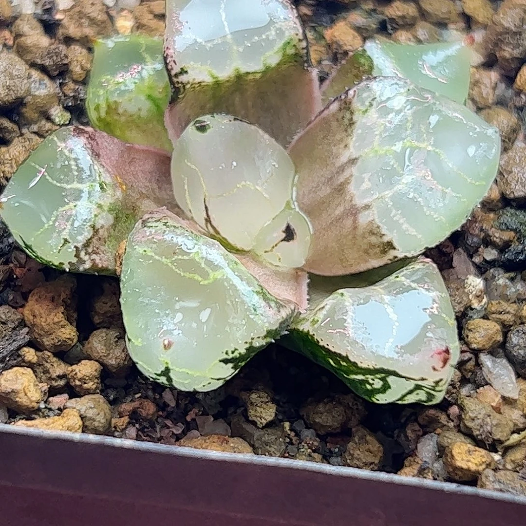 冰皇十二卷多肉植物