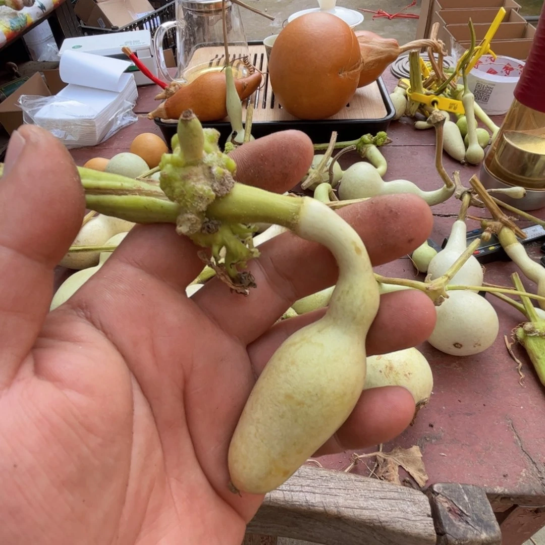 我***我文玩葫芦吊坠项链