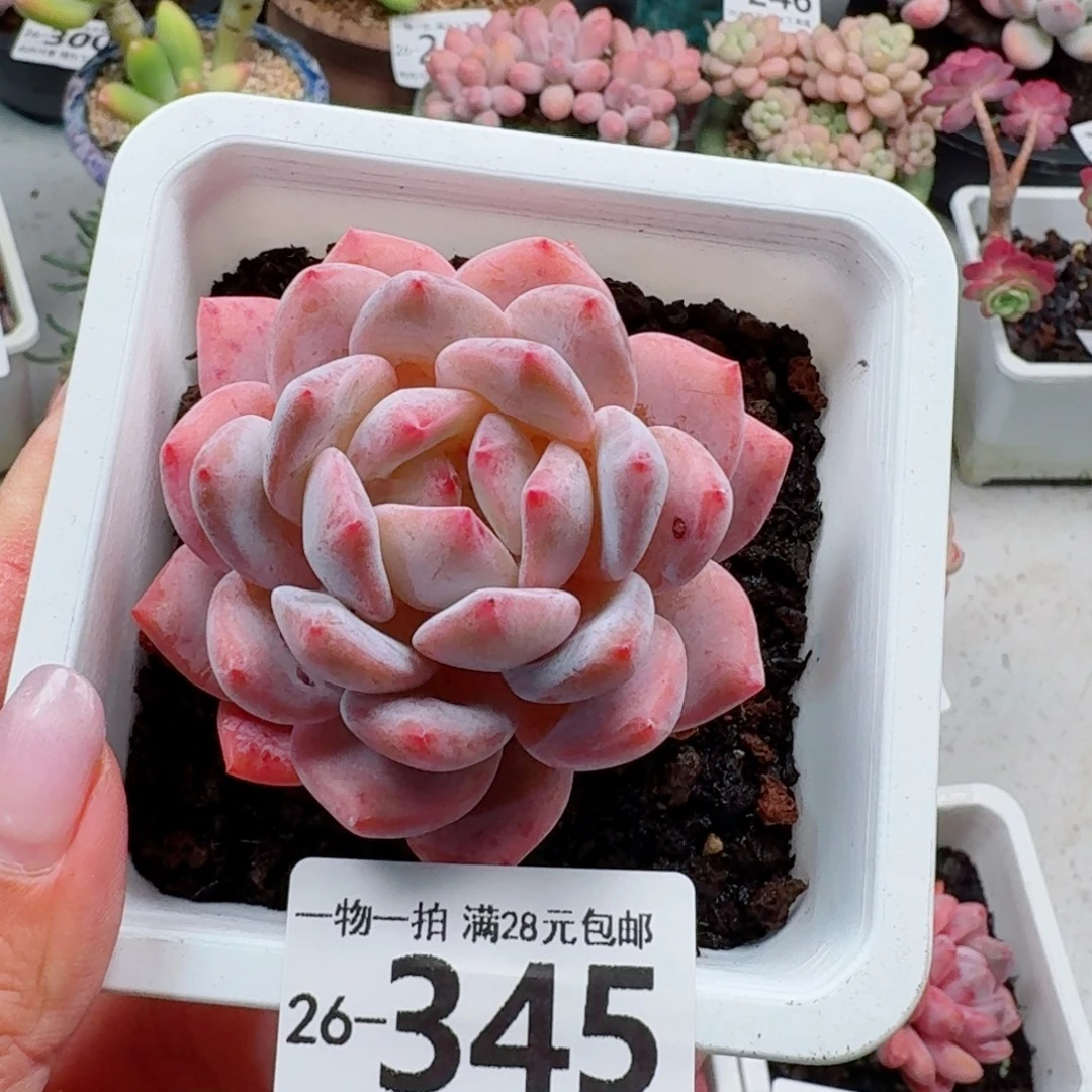 橙梦露无盆土发货无盆