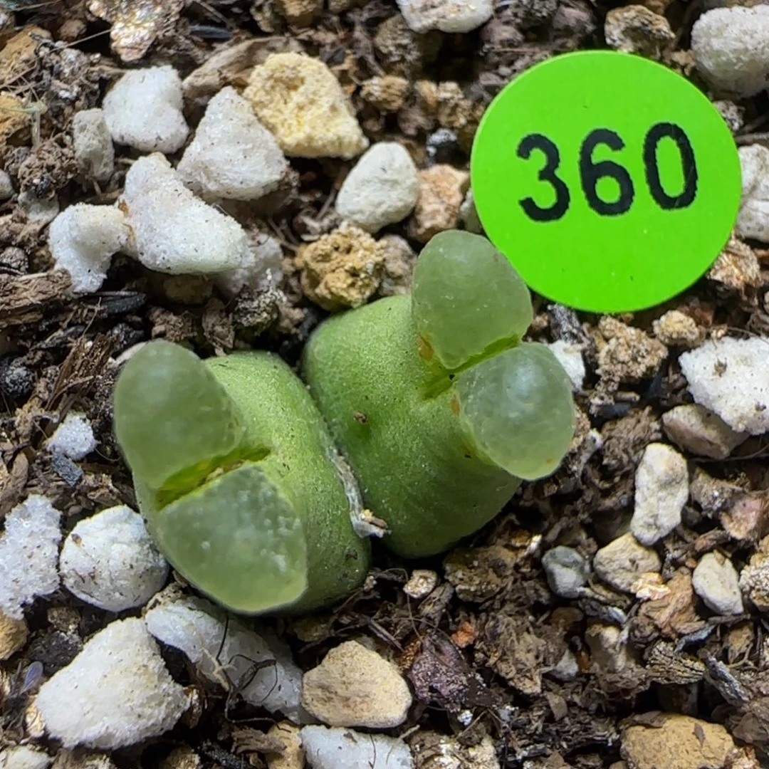 超级奶瓶多肉植物360