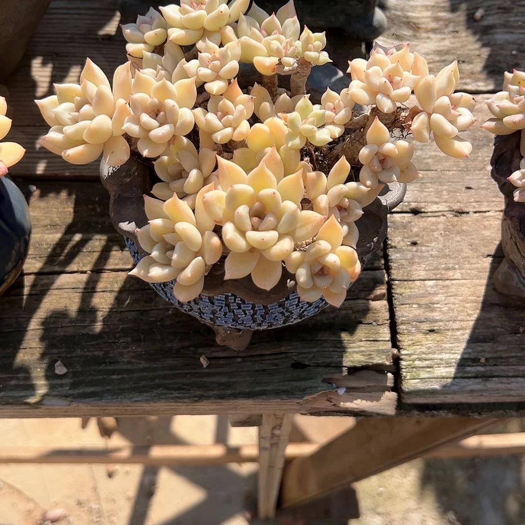 是****璀璨多肉植物脱土