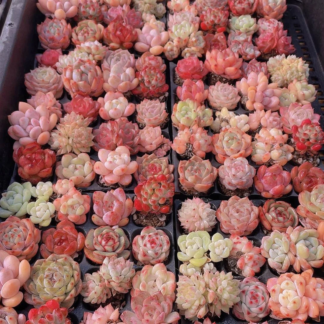 量拍71号 精品小可爱组合多肉20个