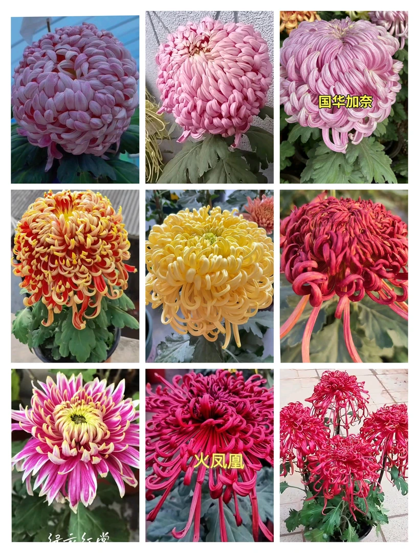 9颗9品八十祝+紫强大+加奈+燕山秋+金卓+极乐殿+绿衣+火凤凰+浓艳