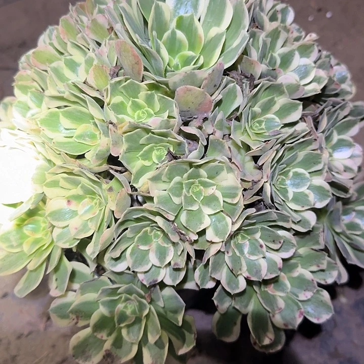 精品妖月巨无霸亏本福利