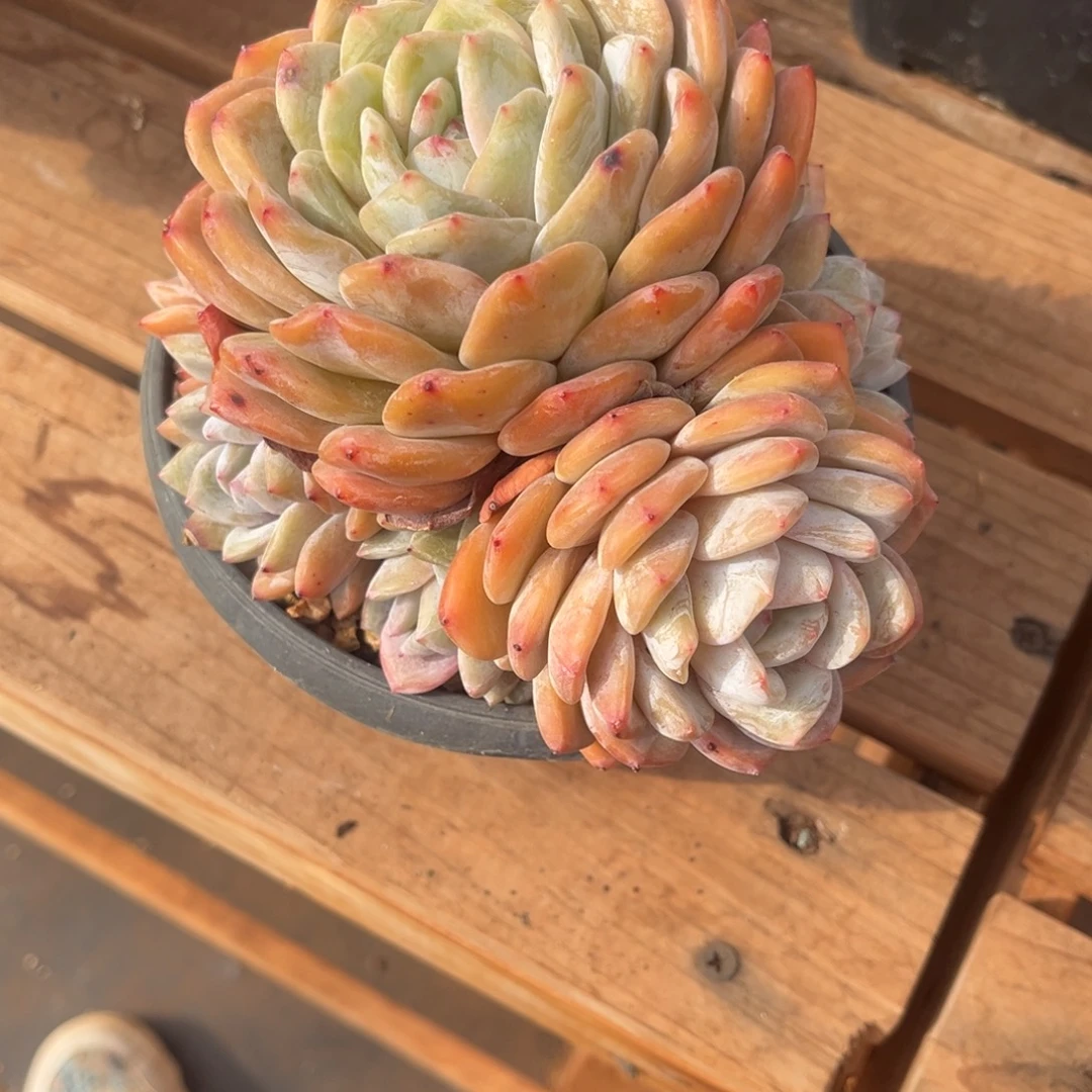 落***鹿落樱的星颖一物一拍