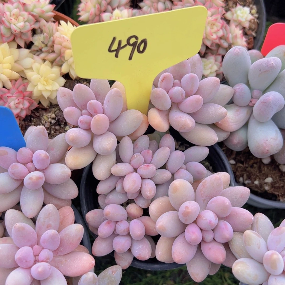 香玉的故事是一个人的故事