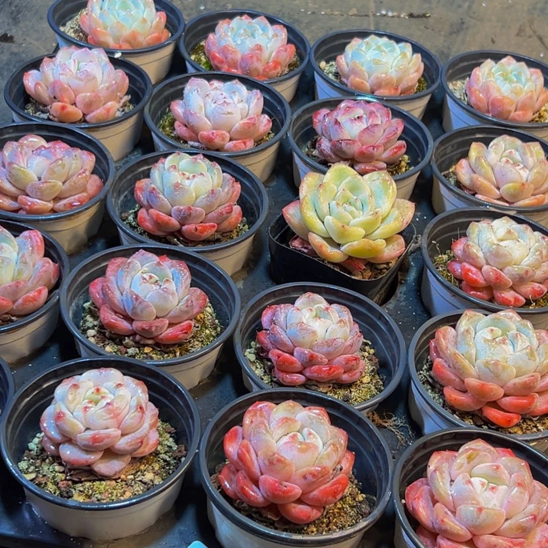 829多肉葡萄领导人物简介曾