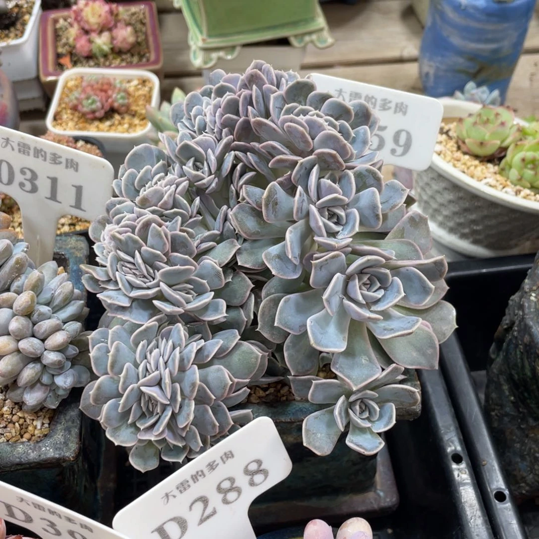 0559汉堡缀不带盆15厘米