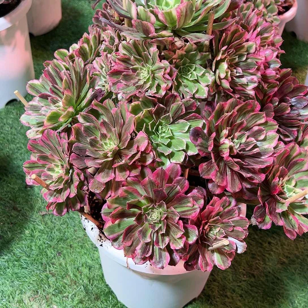 无花朵佳*407补差价