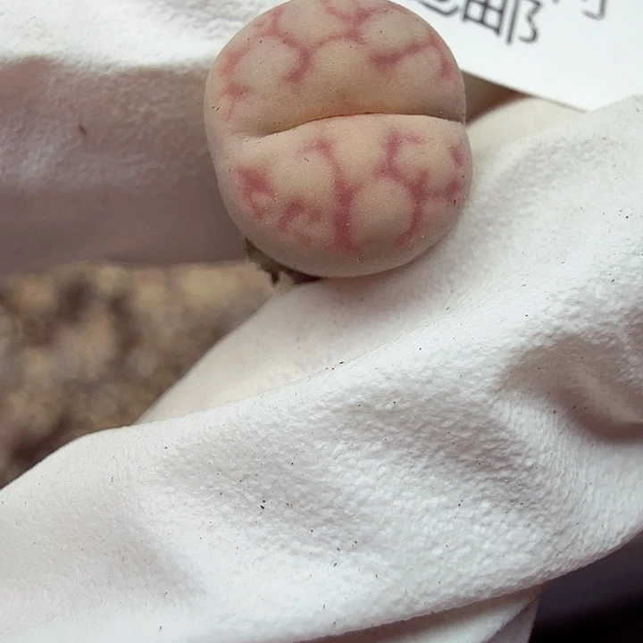 你要吃就去拿去咯385