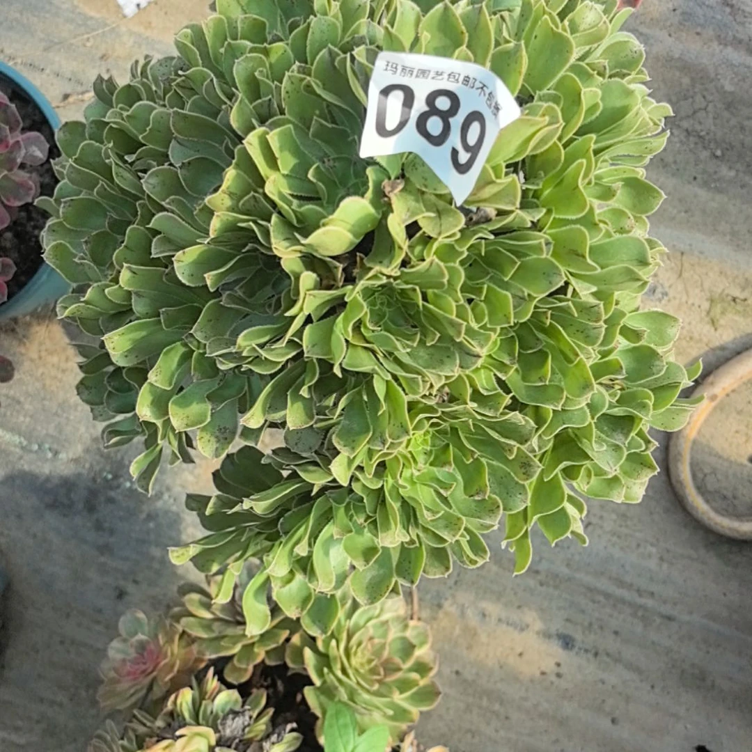 089原始绿花花2-15