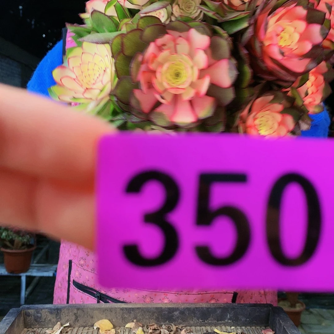 sssssssssssssssss350