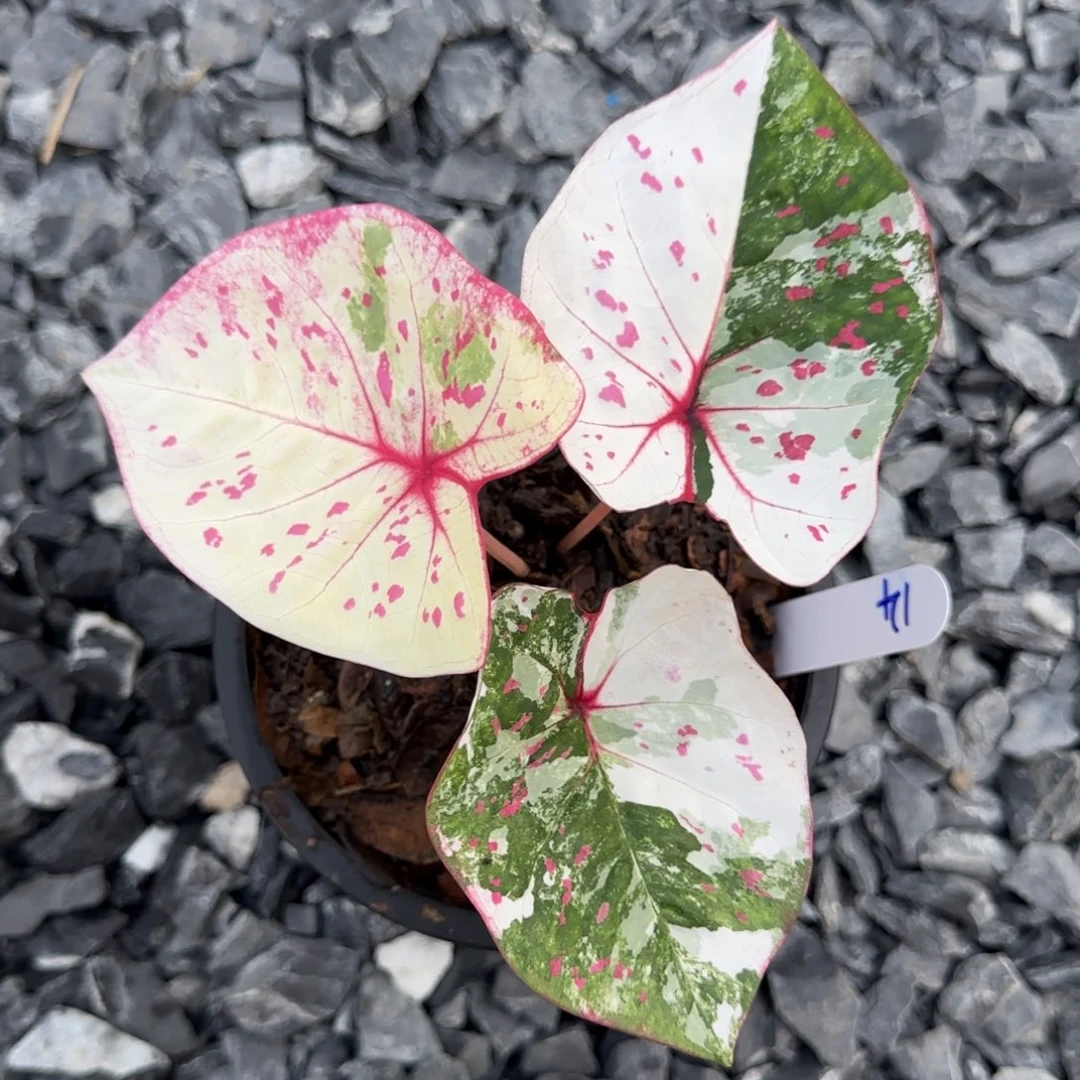 14-0706泰国发货多肉