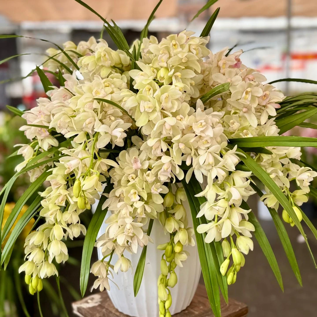 10花剑起《白玉冰瀑》高端品质兰花带花苞云南源头基地直发