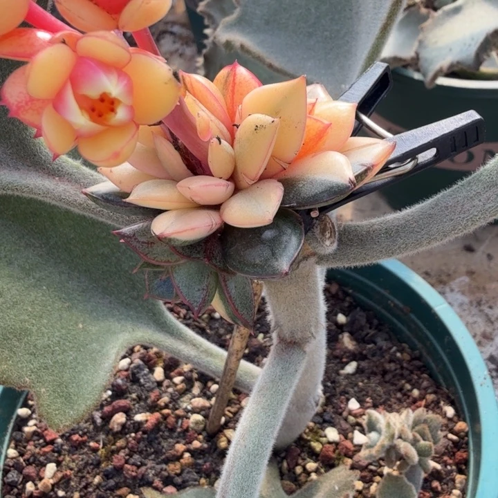 一刻锦一刻的锦多肉锦