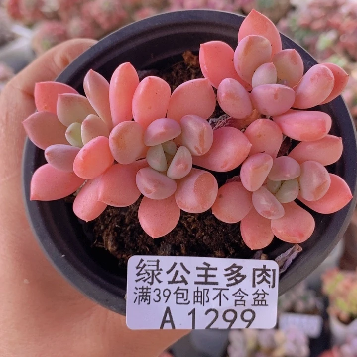 粉桃花7cm1299多肉植物