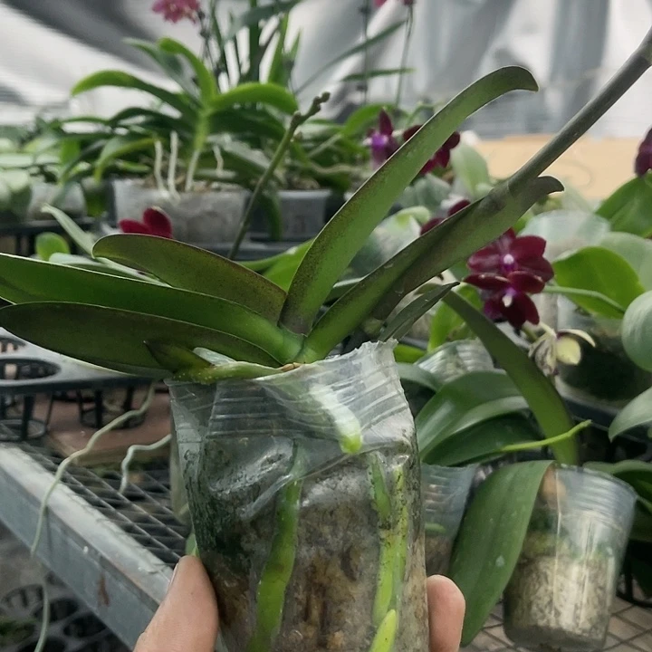 当前无花栽培后可以开花彩虹独角兽