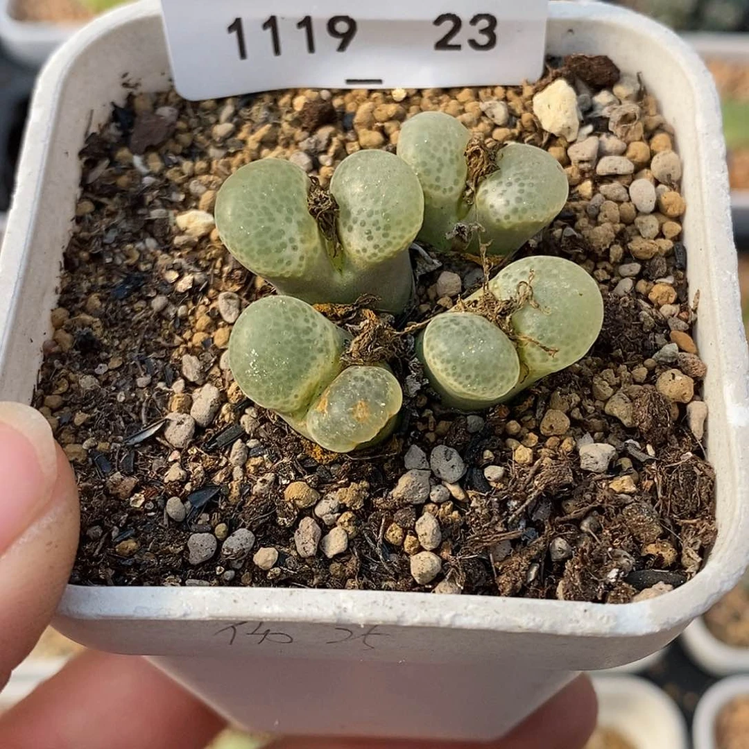 ?**菁19-23-樱花母本有伤特。