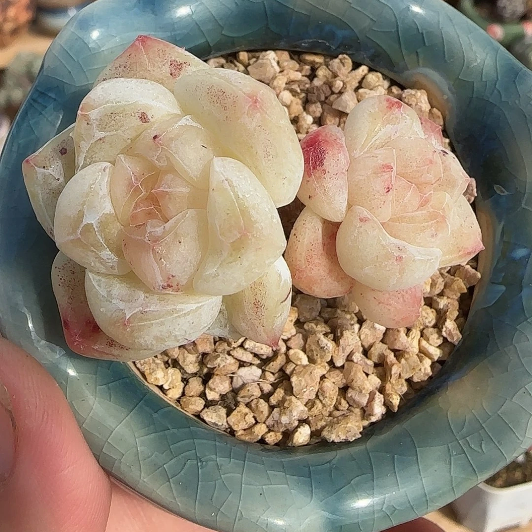超透冰玉石化双头小老桩