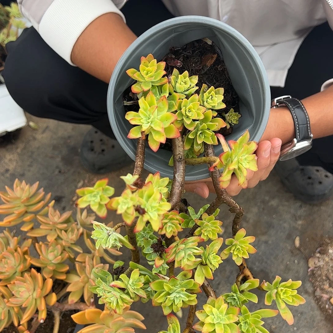 老桩多头清扬三盆