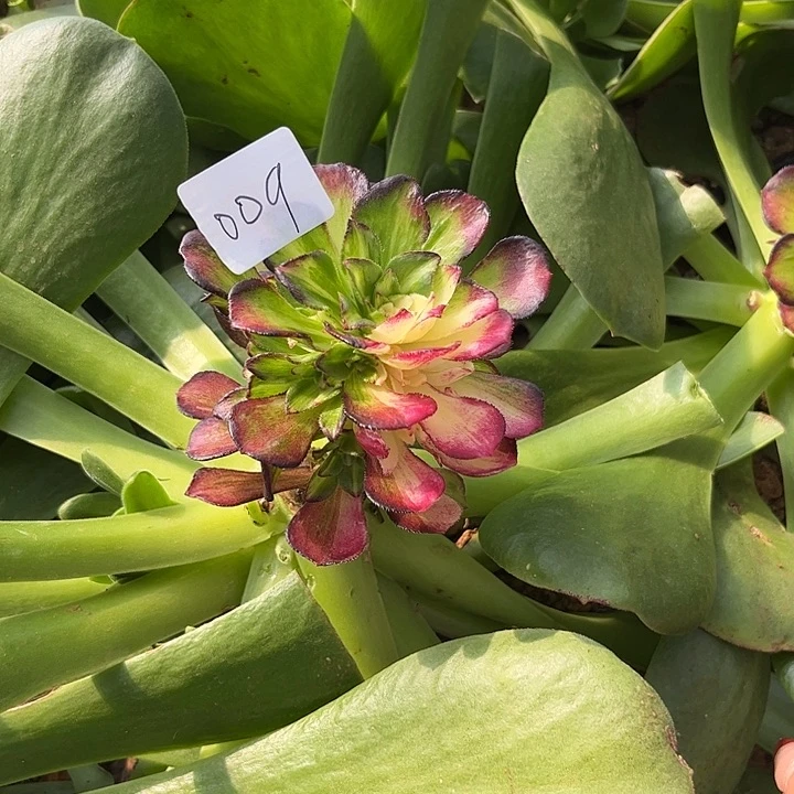 春***来009海王七彩多肉植物