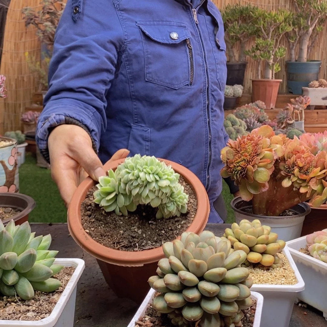 晨*弟57号小白龙锦多肉